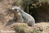 Marmotte